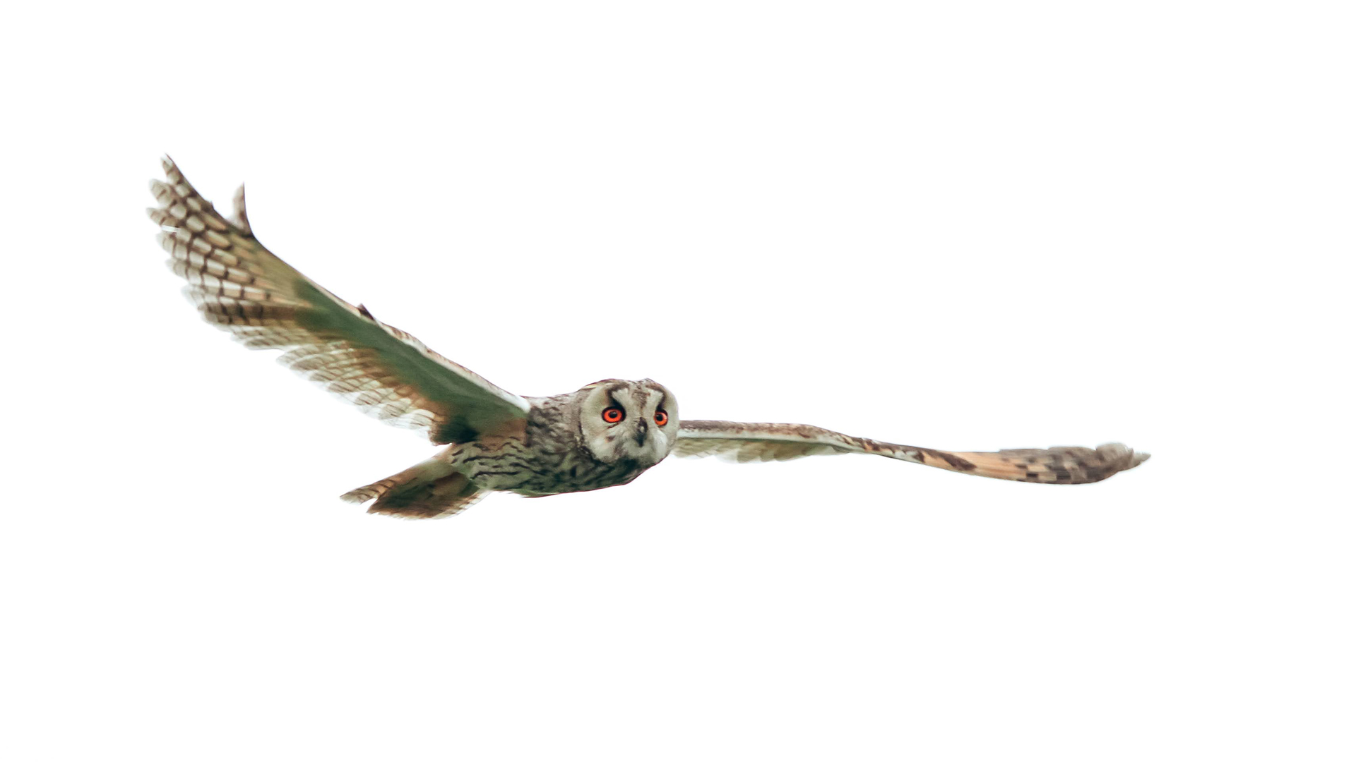 Long-eared Owl